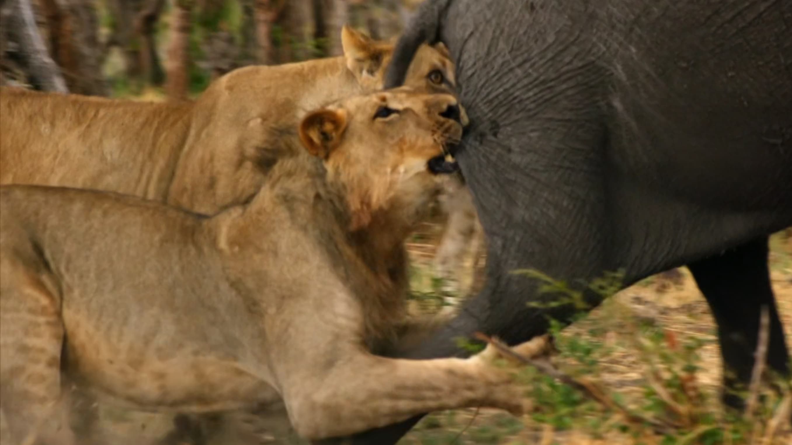 Africa's Giant Killers - film