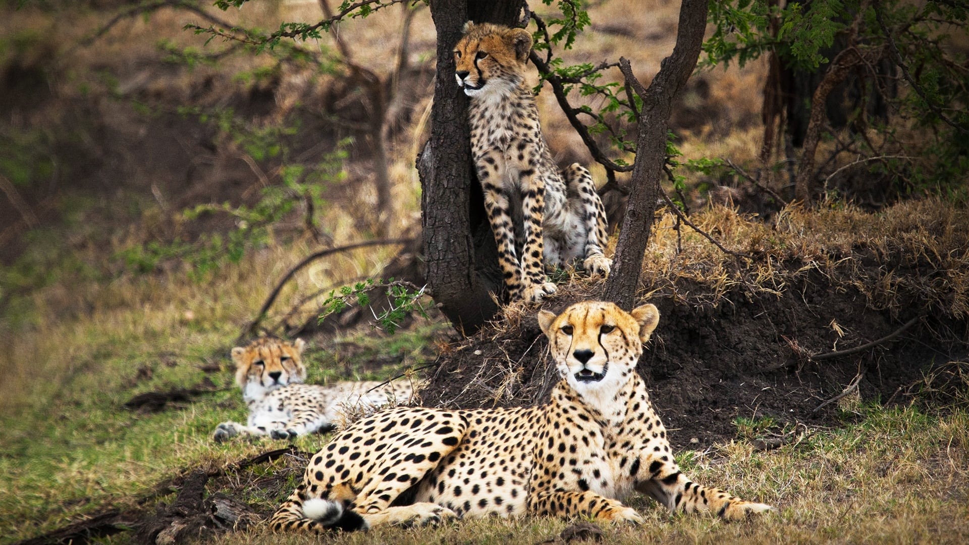 Una vita tra i ghepardi