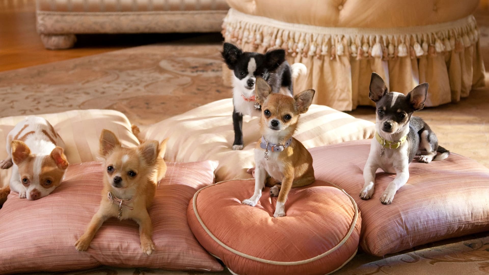 Beverly Hills Chihuahua 2 - film