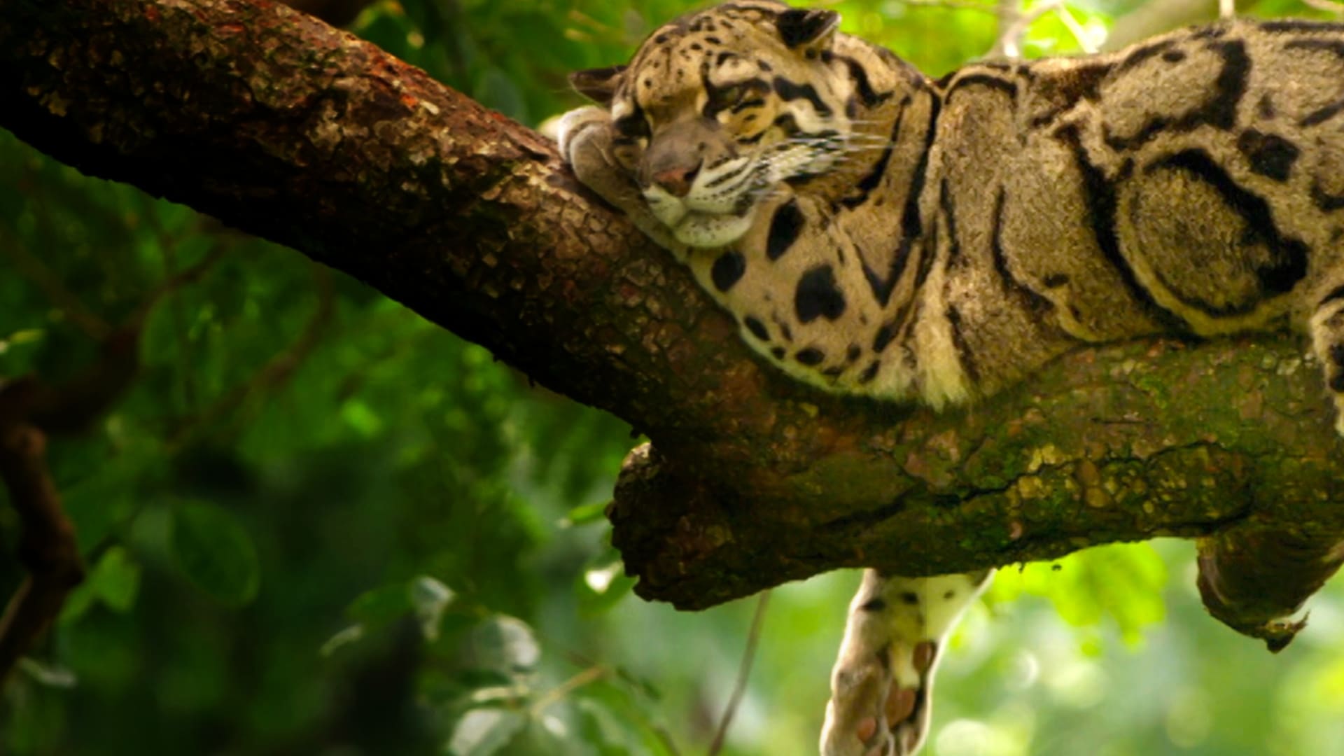 L'India dei leopardi