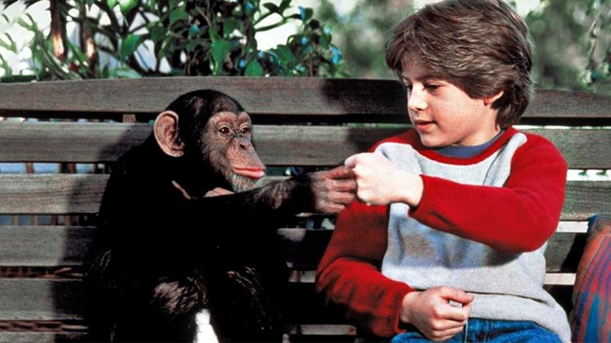Uno scimpanzé di... famiglia - film
