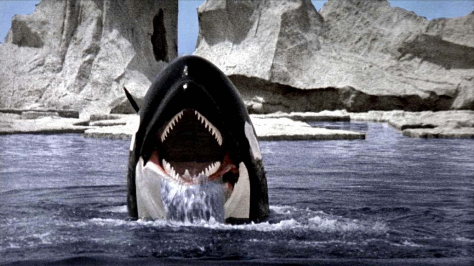 L'orca assassina - film